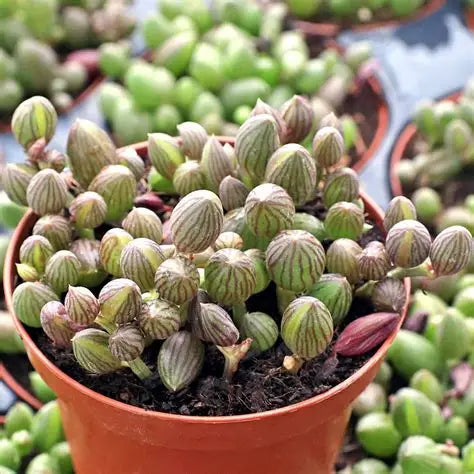 String Of Watermelon 4"