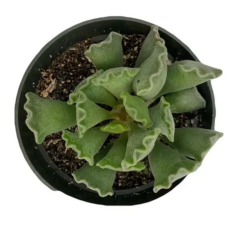 Crinkle Leaf Succulent 4'