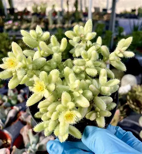Pickle Plant variegated Succulent 4"