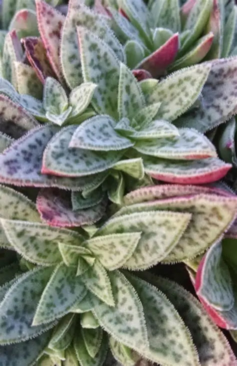 Tiger Jade 4" Succulent