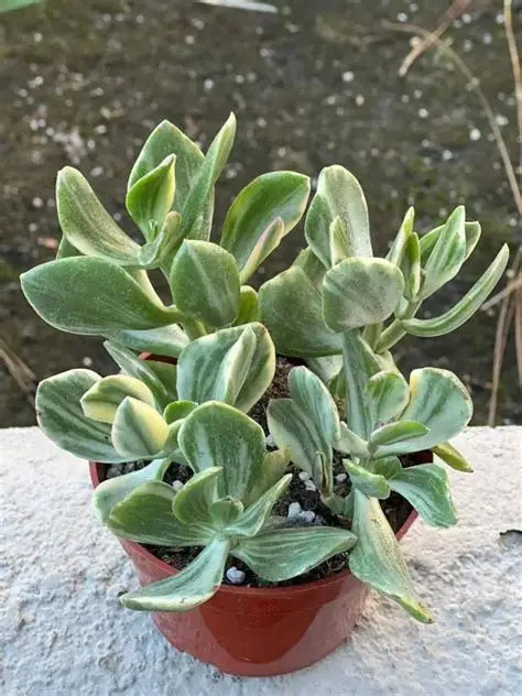 Variegated Jade 4" Succulent