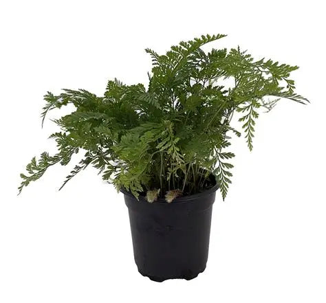 Rabbit Foot Fern 4"