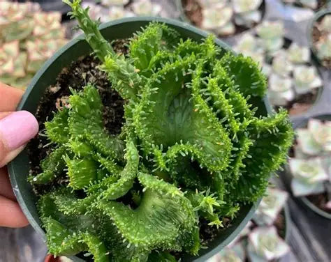 Crested Medusa Succulent 4"