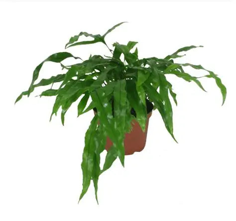 Kangaroo Paw Fern HB