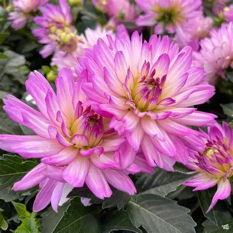 Dahlia XXL 8"
