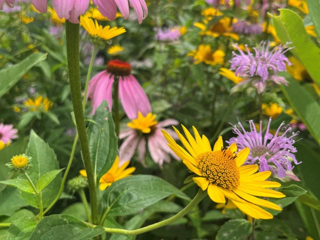 🌸 Mountain View Seeds® Wildflower Hummingbird & Butterfly Mix  Invite color, movement, and pollinators into your garden.