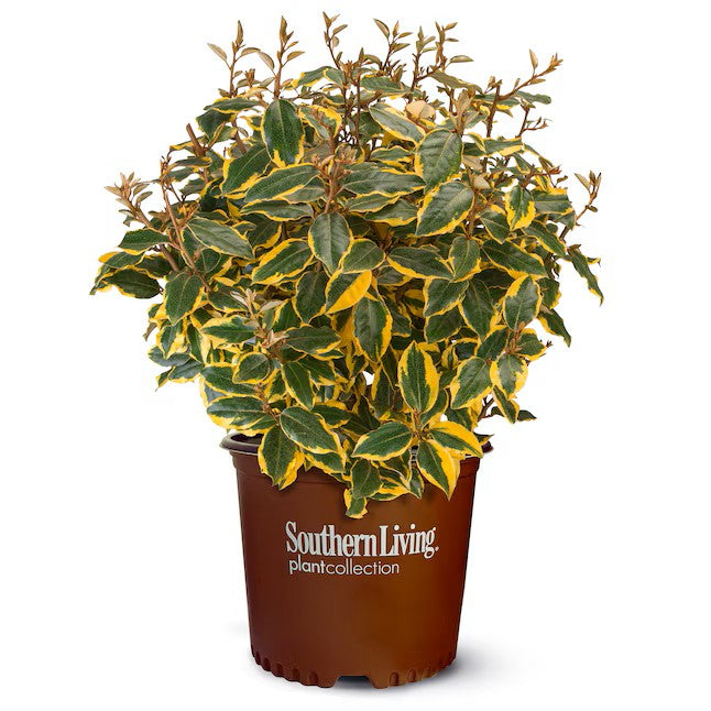 Olive Martini™ Elaeagnus (3 Gallon)