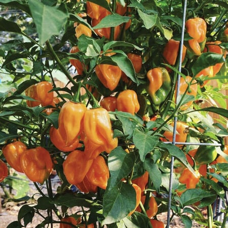 Orange Habanero Pepper Plants – Pack of 6