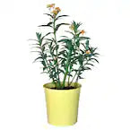 Asclepias c. Orange Milkweed (1 gal)