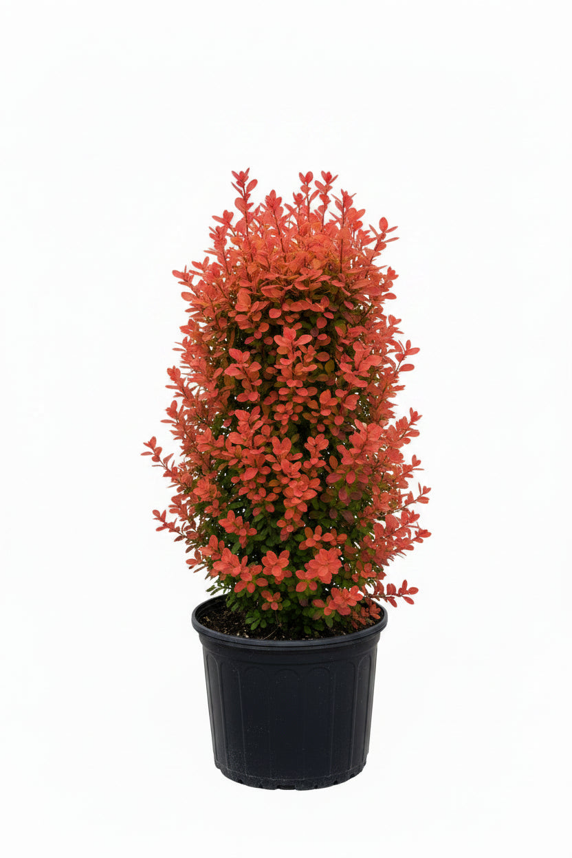 Orange Rocket® Barberry – 1 Gallon