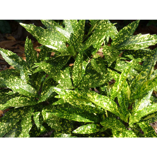 Aucuba "Hosoba Moshifu"