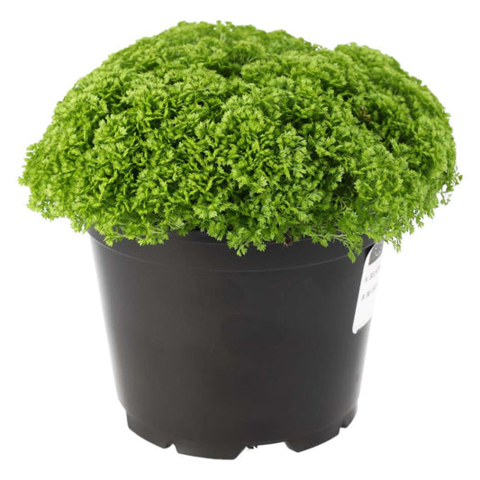 4.5" Spikemoss Fern (Selaginella)