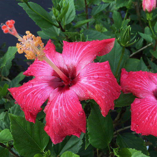 Hibiscus (1 Gallon)