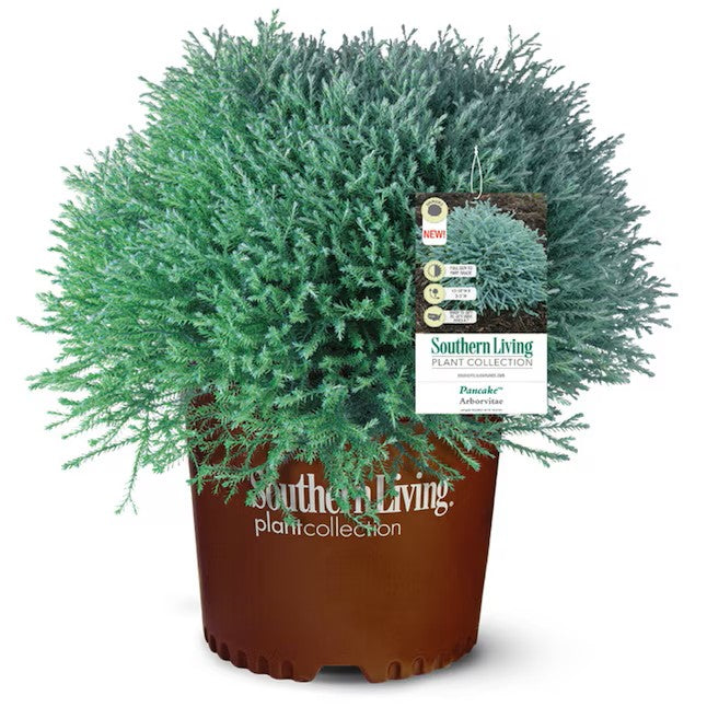 Pancake™ Arborvitae (3 Gallon)