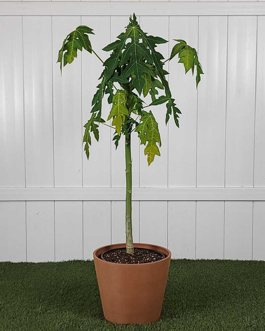 Papaya Tree 🌴🍈(2 gallon)