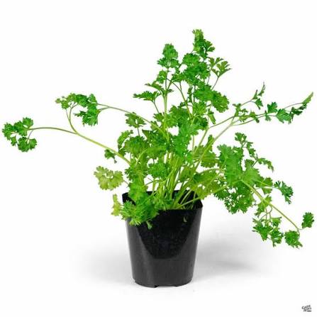 Curly Parsley  (4.5")