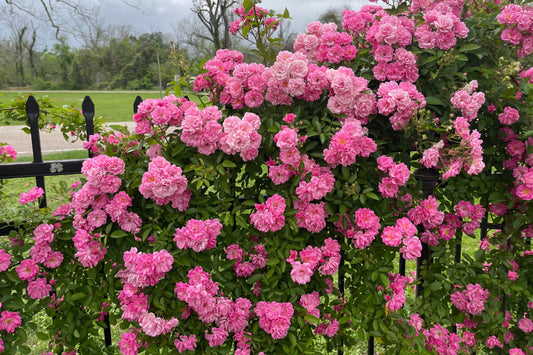🌹 Peggy Martin Rose (3 Gallon)