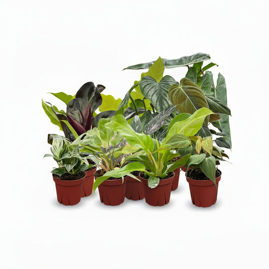 Assorted Philodendron (4" Growers Choice)