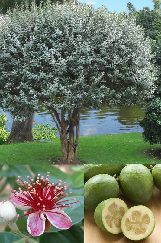 3 Gallon Pineapple Guava (Feijoa) 🍃🍍