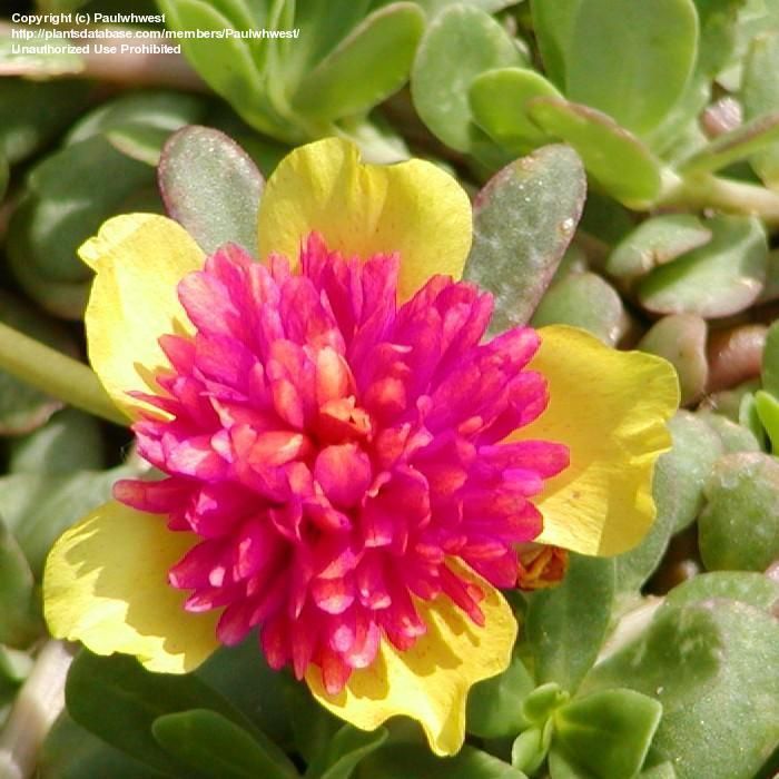 Portulaca 1 Gallon