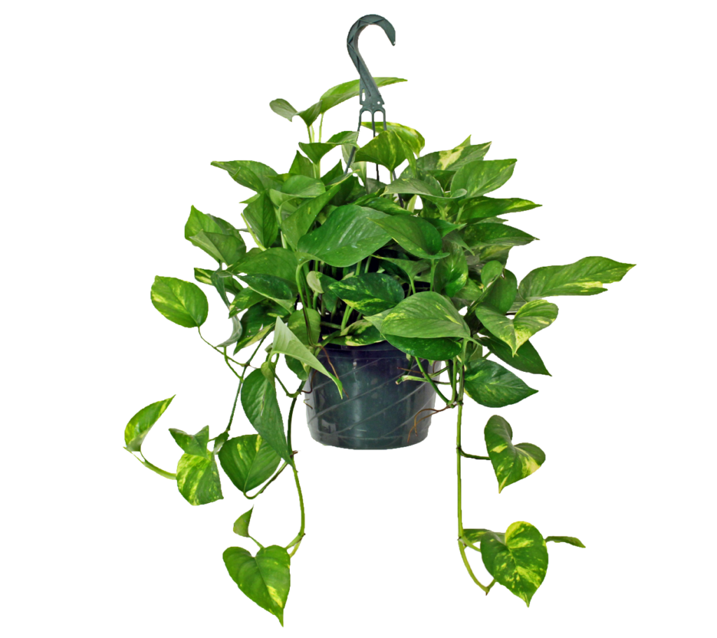 Pothos 11" Hanging Basket