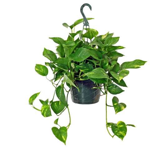 Pothos 11" Hanging Basket