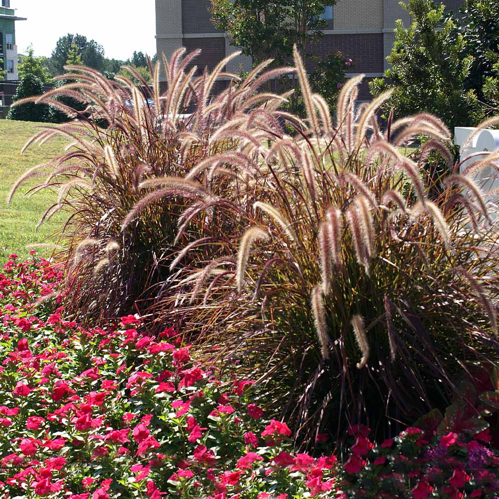 Grass Pennisetum Regal Princess 1 gal