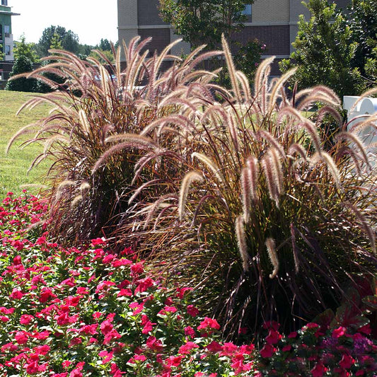 Grass Pennisetum Regal Princess 1 gal