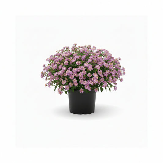 Lantana (3 Gallon)
