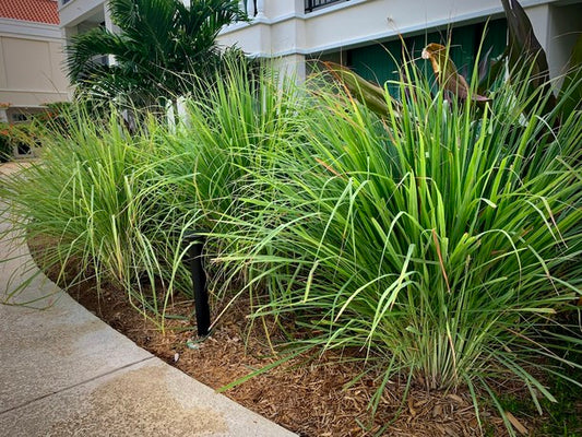 Lemon Grass 2-3'
