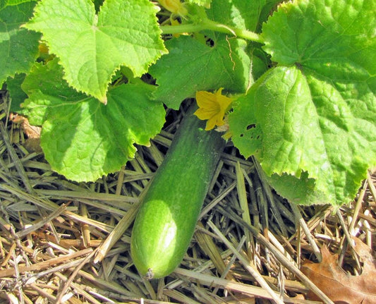 Burpless Cucumber