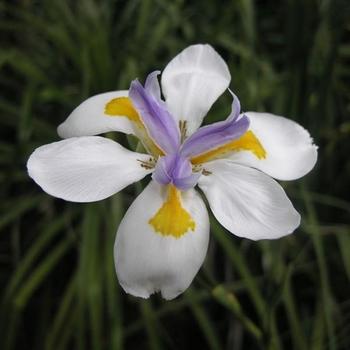 African Iris Variegated Milky Way