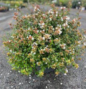 Abelia "Little Richard" (3 Gallon)