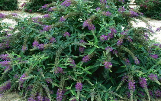 Buddleia (1 Gallon)