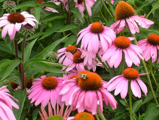 Echinacea (4.5")