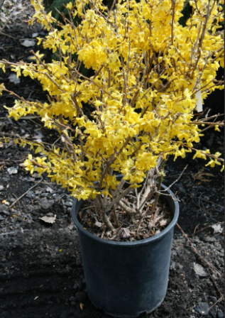 Forsynthia 'Lynwood Gold' (3 Gallon)