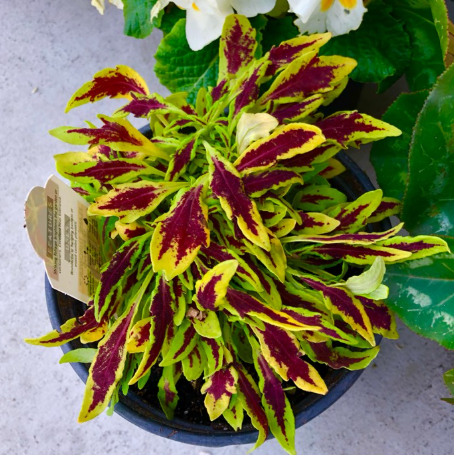 Coleus "606"  Assortment