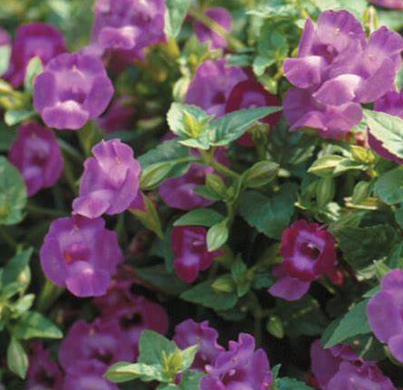 Summer Wave Amethyst Torenia