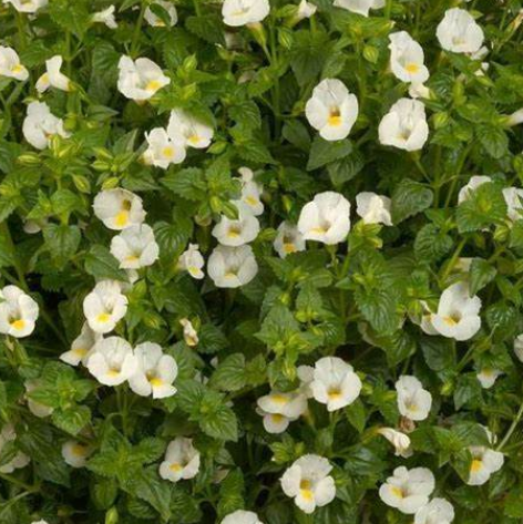 Summer Wave Bouq. White Torenia