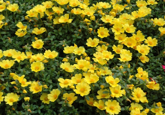 Purslane Baskets