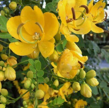 Cassia Bicapularis (3 Gallon)