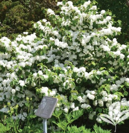 Cassia Plant (1 Gallon)