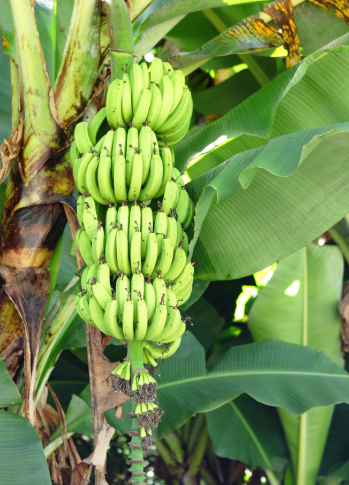 Banana Gran nain (3gal)