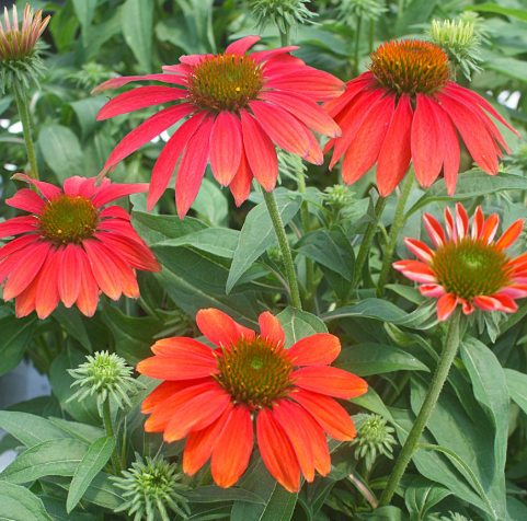 🌼 Echinacea ‘Sombrero® Tres Amigos’ – 1 Gallon 🌼
(Bold Color, Timeless Beauty, Southern Spirit)