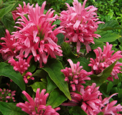 🌸 Jacobinia ‘Pink Brazilian Plume’ – 4.5” Pot 🌸
(Petite Charm with Big Southern Personality)