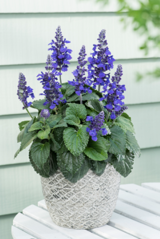 Salvia Mysty (4")