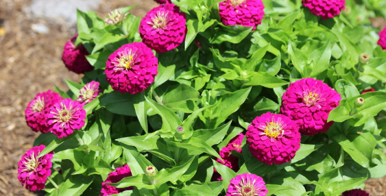 Zinnia Zesty Fuchsia 12"