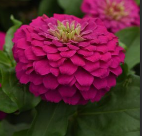 Zinnia Zesty Fuchsia 12"