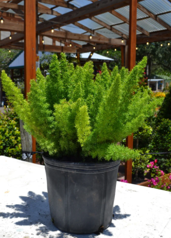 Foxtail Fern (3 gal)