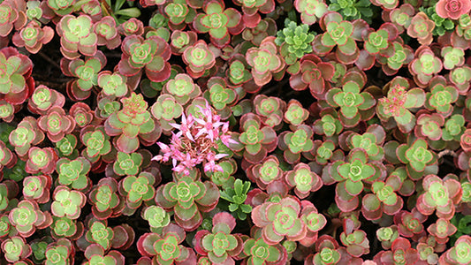 Sedum 'Fuldagut' (1 gal)